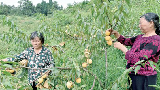 湖南隆回荒山种出“黄金果”