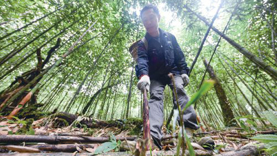 重庆金佛山竹笋成为当地农村脱贫致富的特色产业