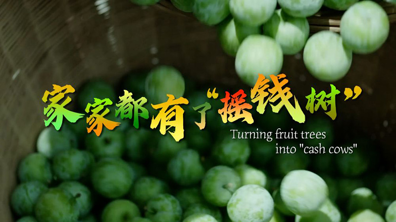 微视频丨家家都有了“摇钱树”