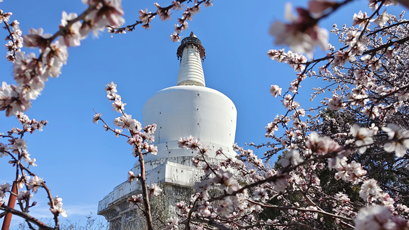 北京：山桃花开映白塔