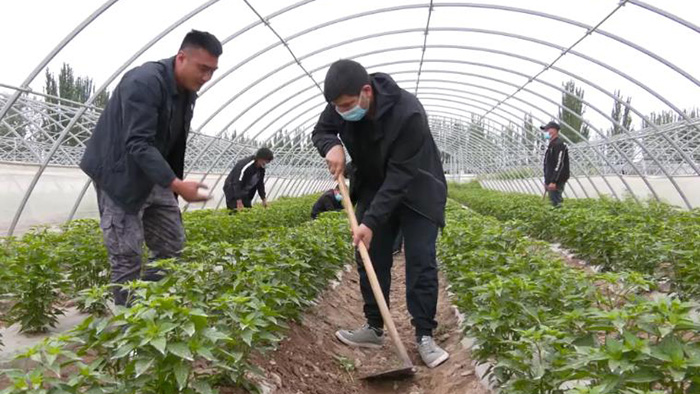 【乡村振兴】新疆伽师县：“订单农业”让农户种植底气更足