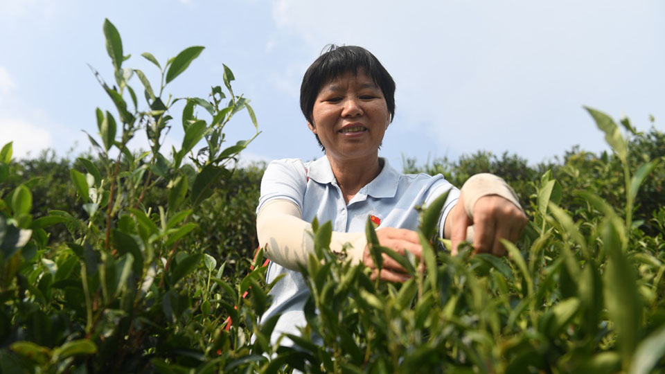 二十大代表风采丨祝雪兰：茶香氤氲蕴初心