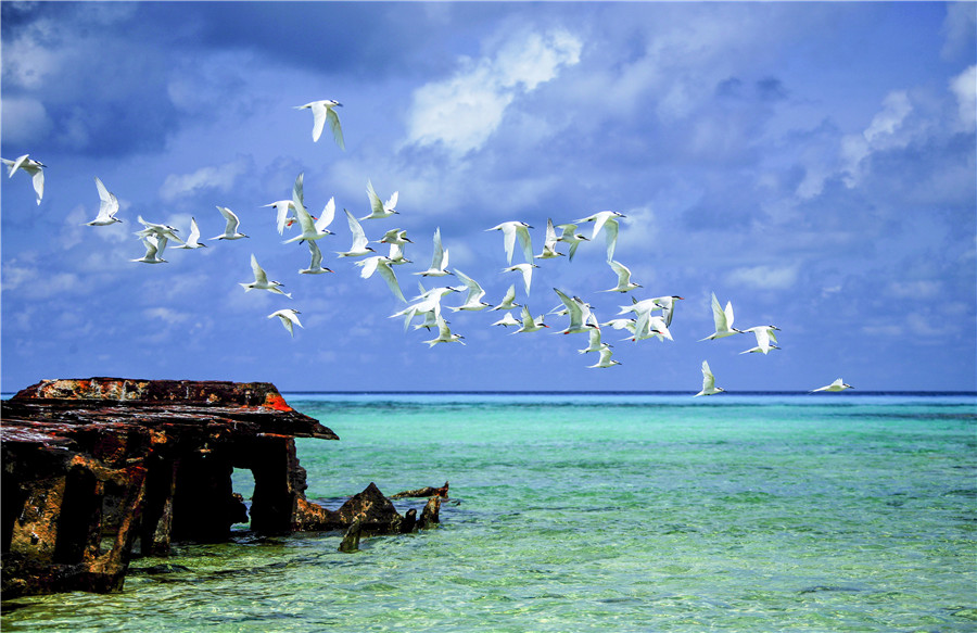 迎接人民海军70华诞!数百名东海水兵深情献唱