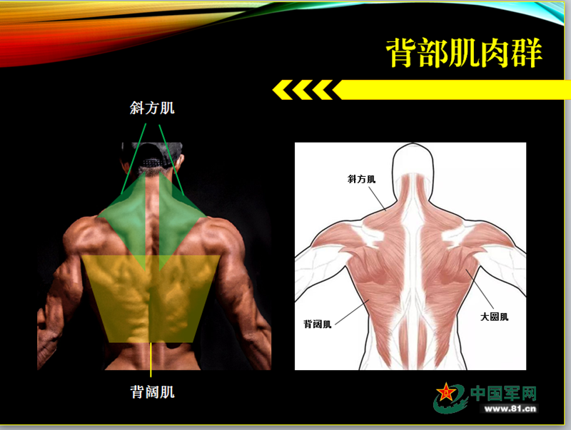 背部肌肉群