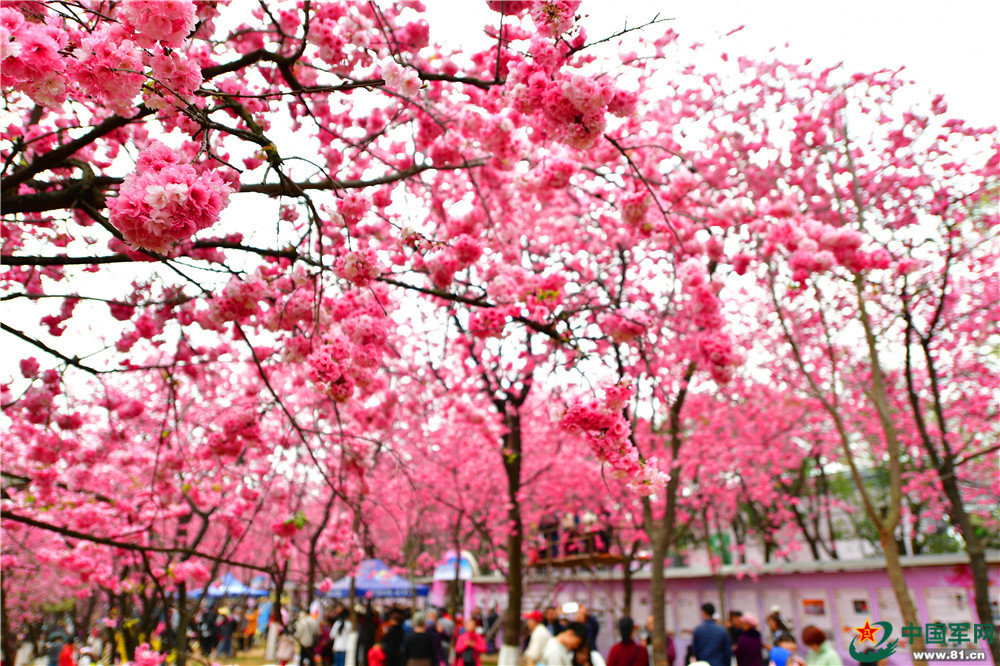 花若红潮岁月静好,只因有他们的守护