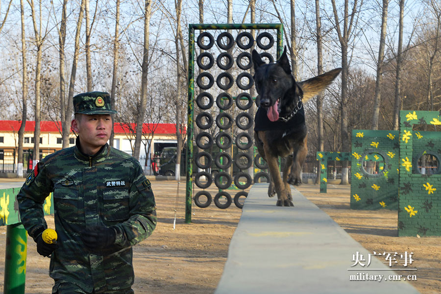 军营汪汪队看警犬是怎样练成的