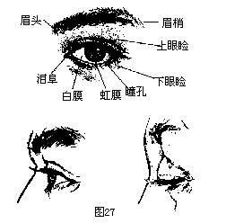 眼睛绘画技法