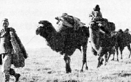 为八路军运送物资的骆驼队