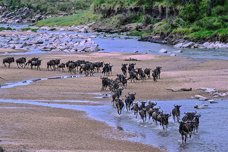 动物大迁徙如期而至 肯尼亚马赛马拉保护区旅游逐步恢复