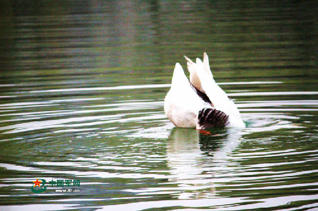 军校春天多妩媚 谁解其中味 - 中国军网