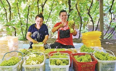 观看促进高质量经济和社会发展发展的新疆的新