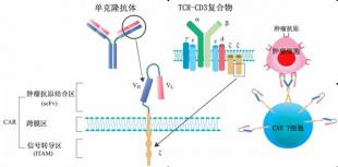 肿瘤患者的福音:CAR-T细胞治疗