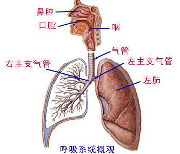 军医课堂:社区获得性肺炎是什么