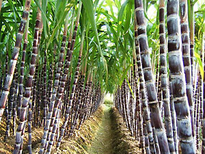 孕晚期腿抽筋如何预防 - 妈咪宝贝 - 中国好军医