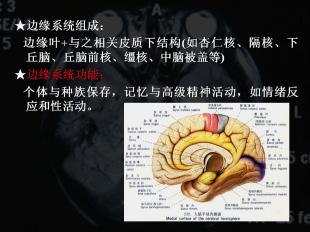 乐的神经结构基础 - 妈咪宝贝 - 中国好军医