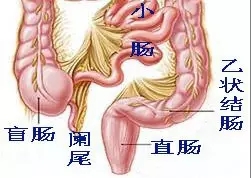 平时没人关注的"肚子痛,竟然有这么多名堂