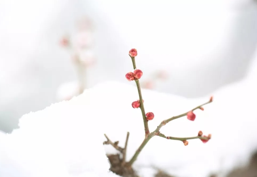 腊月至丨年味愈浓,还乡心切的你,准备好回家了