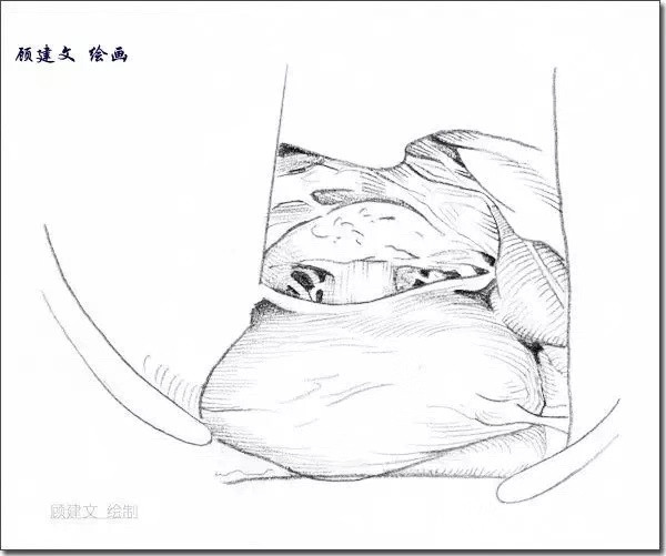 顾建文委员:艺术,养生,医疗融为一体,呼吁加强