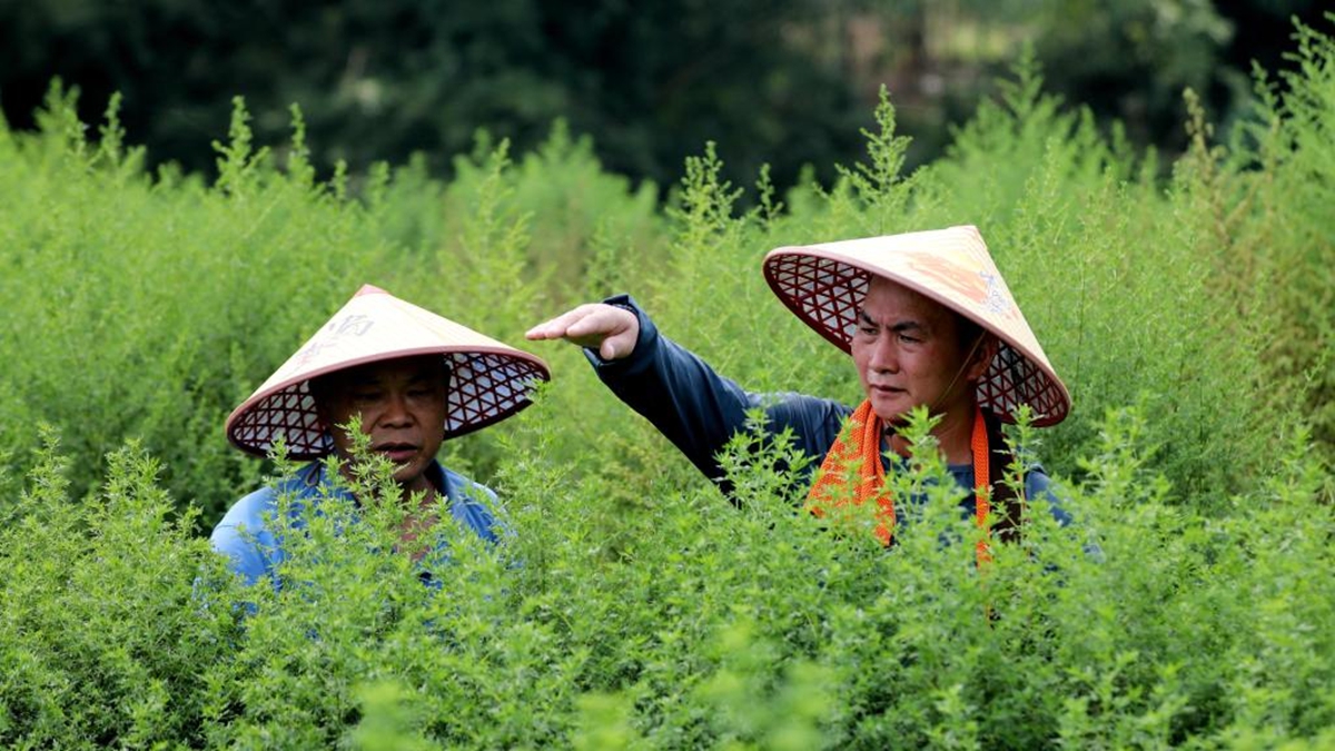 广西山区“小草”惠泽非洲
