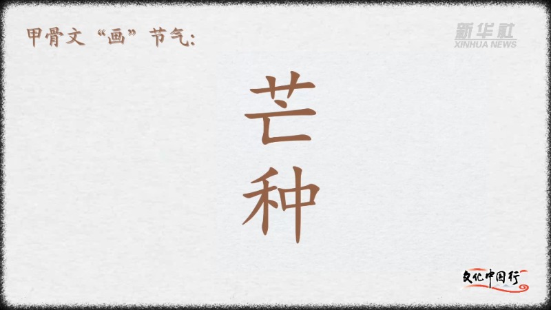 文化中国行｜甲骨文“画”节气：芒种