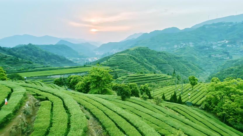 文化中国行丨“闽茶”出海，飘香全球