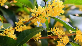 赏桂花