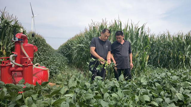“齐鲁粮仓”持续丰盈——山东多措并举确保粮食稳产增产