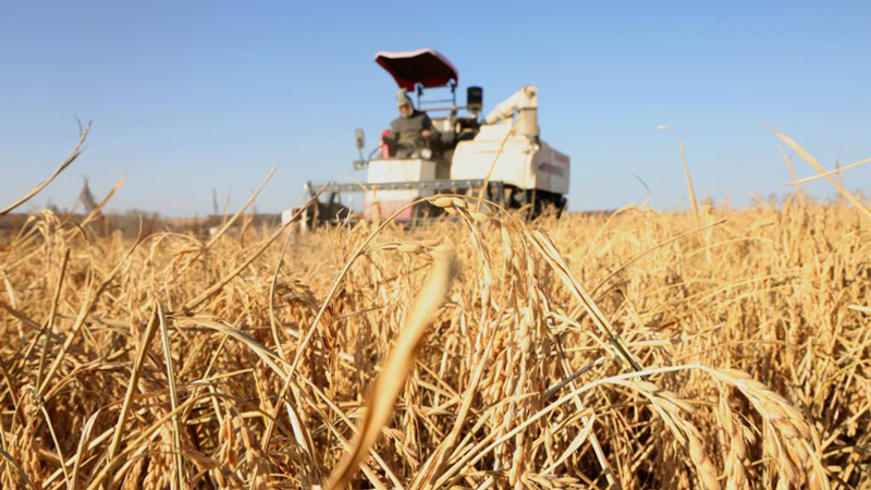 寒地“热土”正奋进：东北绘就振兴新图景