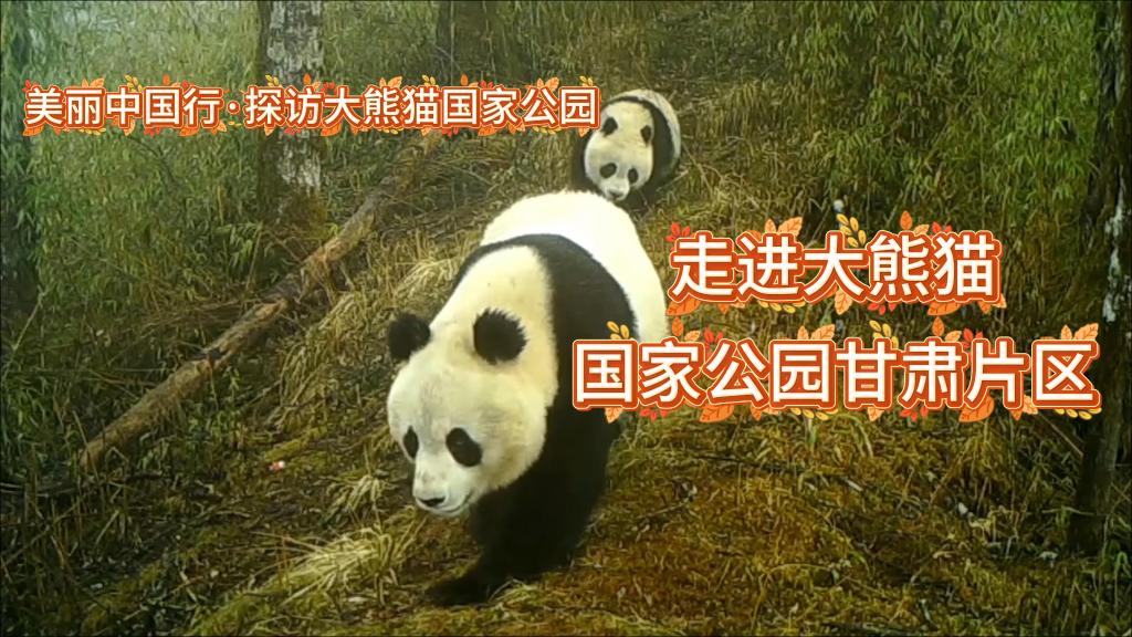 美丽中国行·探访大熊猫国家公园丨走进大熊猫国家公园甘肃片区