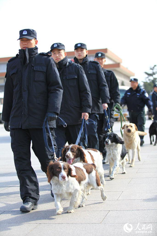 2015两会排爆警犬尽忠职守