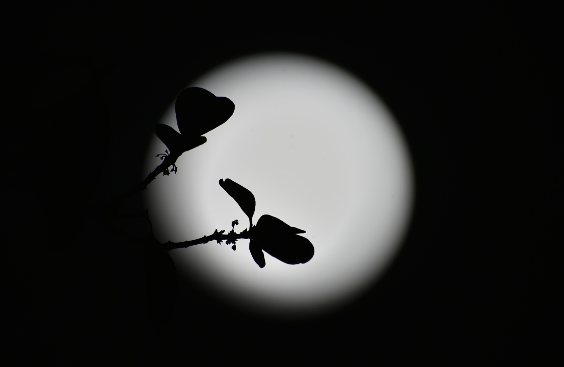 天涯共此"食"|40张美图带你观赏"超级蓝血月"