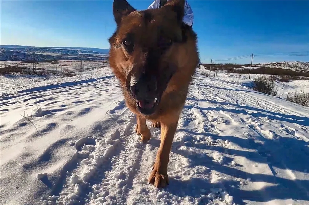 军犬卡莉,又萌又飒的"边防卫士"