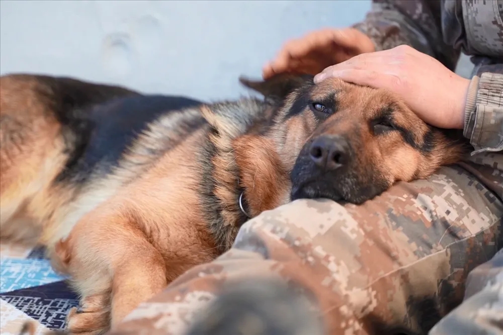 军犬卡莉,又萌又飒的"边防卫士"