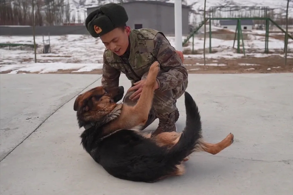 军犬卡莉,又萌又飒的"边防卫士"
