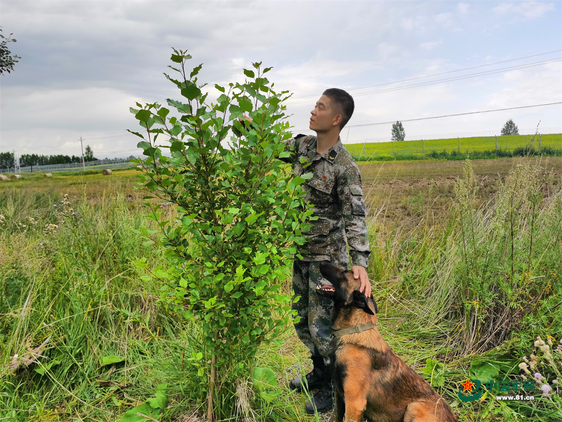 刘侃和他栽下的白杨树.2年,小白杨扎下了根.