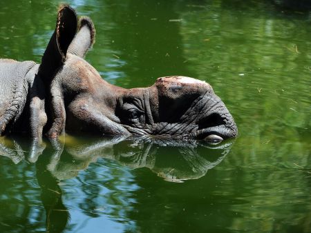7月25日,在西班牙马德里动物园,一头犀牛在水中避暑.新华社/法新