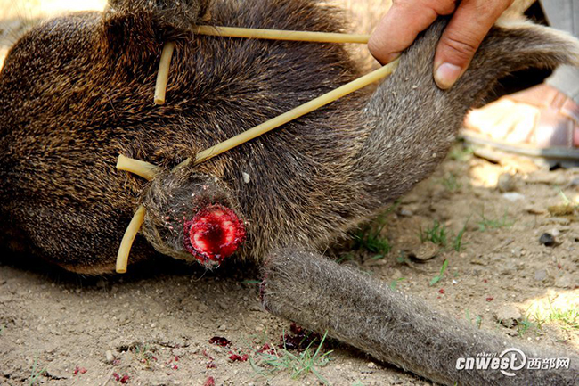 实拍动物园割鹿角 园方称防止顶伤其他动物
