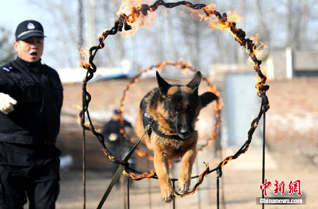 西安铁路公安局警犬过障碍钻火圈备战春运