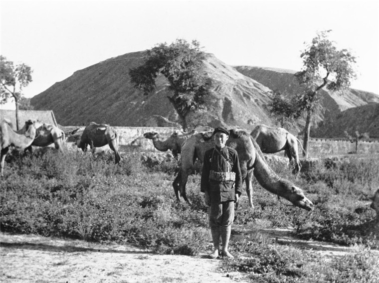 红军的运输工具之一骆驼(资料照片).新华社发(埃德加·斯诺摄)