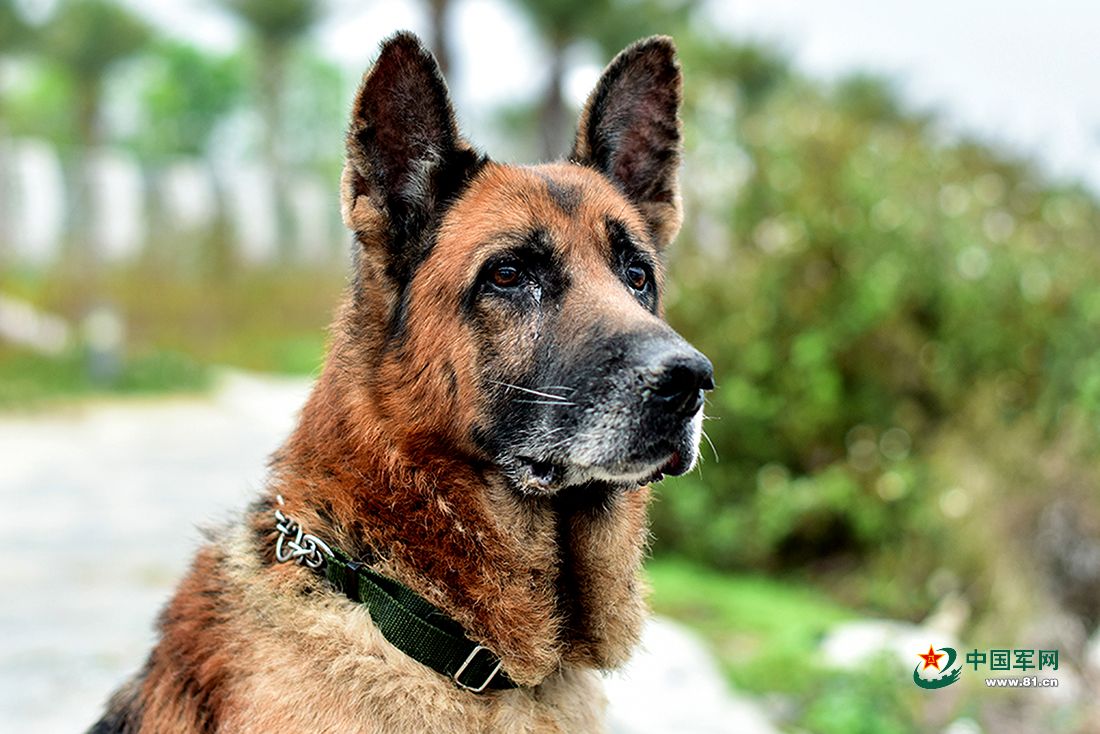 泪目功勋犬去世军人用最高礼节致敬