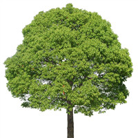 (一) 在桐城老家的院子里,有棵香樟树,老远就能看得见.