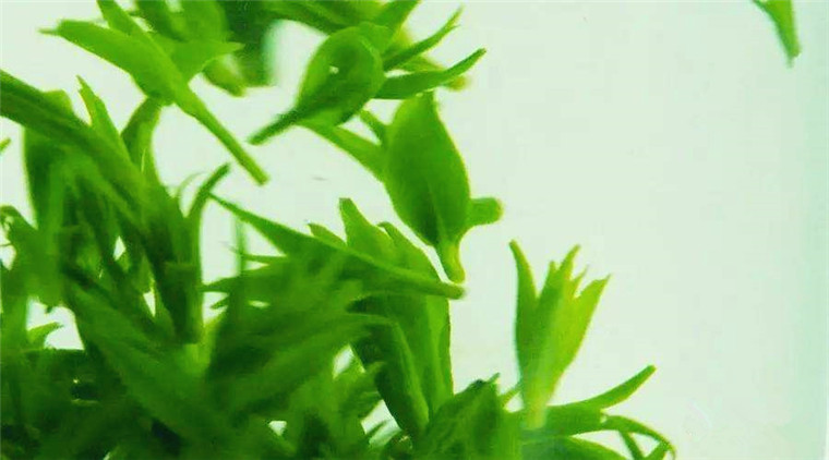 小叶苦丁茶厂家批发