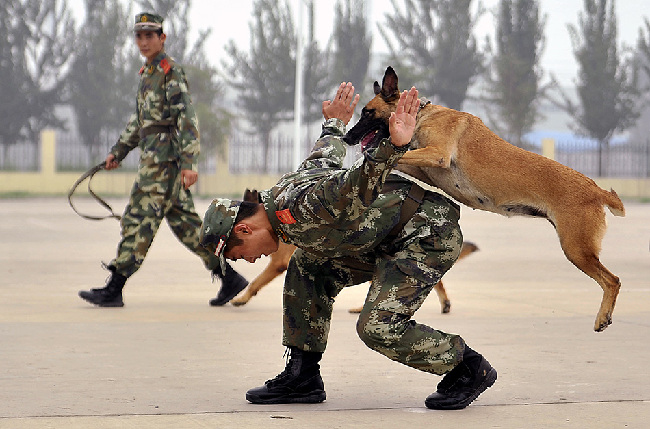 与犬为伴:山东省唯一一支武警在编警犬队 - 中国军网