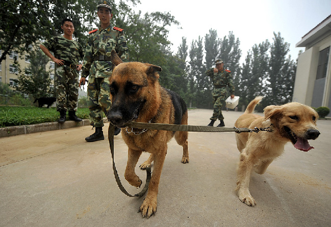 与犬为伴山东省唯一一支武警在编警犬队