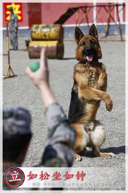 "疾如箭,立如松,坐如钟",走进军犬训练营
