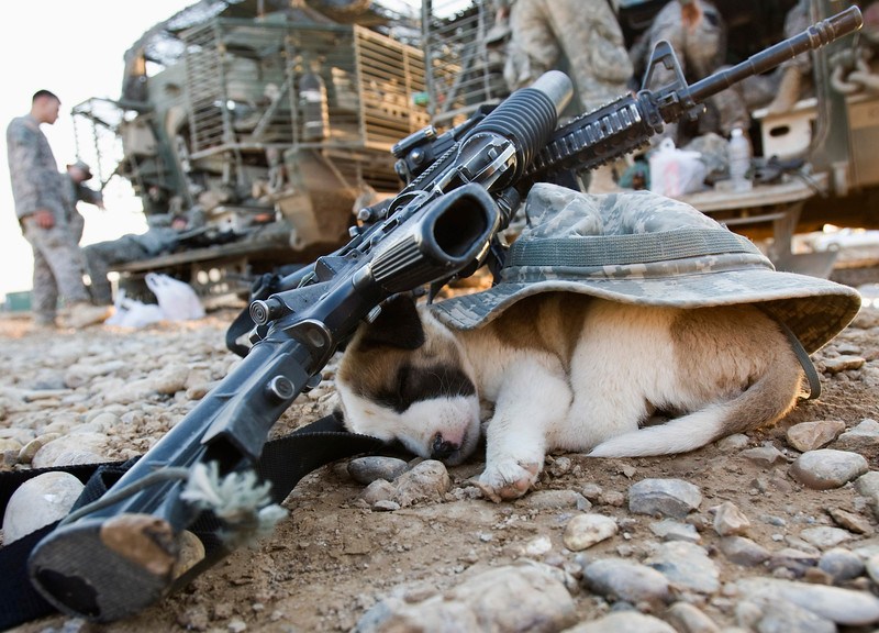 那些卷入战争中的小动物