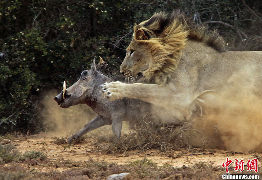 猛狮袭野猪遇拼死抵抗