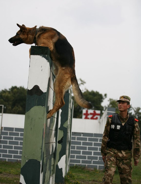 警犬!咱武警部队的特殊勇士