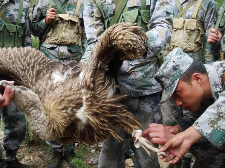 天藏分割视频(天藏分割视频真实过程在线观看)