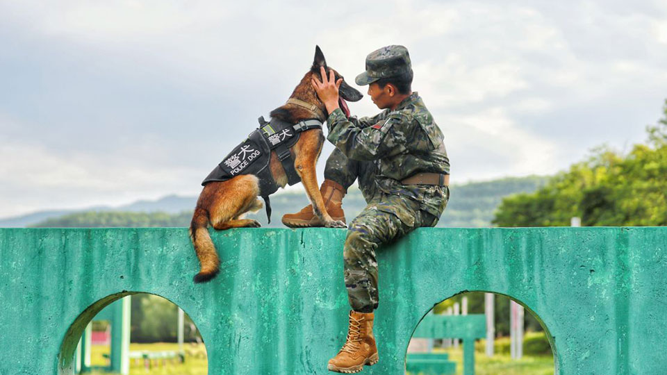 强化人犬协同：直击警犬训练现场！